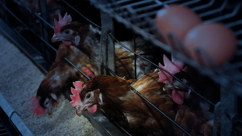 Ticari kanatlı işletmelerine yeni kurallar: Teknik ve sağlık şartları belirlendi