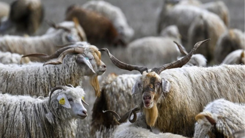 Tiftiğin ekonomiye kazandırılması için destek mekanizmaları geliştirilecek