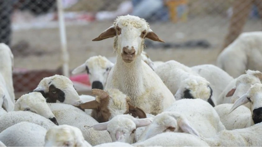 TİGEM 120 reforme küçükbaş hayvan satacak