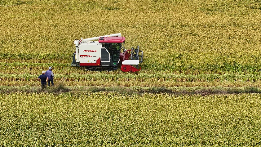 TİGEM, 4,1 milyon kilogram buğdayı satışa çıkarıyor
