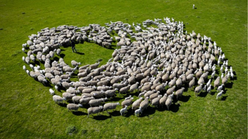 TİGEM Karacabey’de kuzu doğumlarında ikizlik oranı yüzde 40’ı aştı