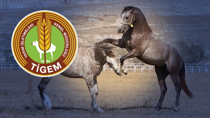 TİGEM'den açıklama geldi: 59 safkan Arap koşu tayı satılacak