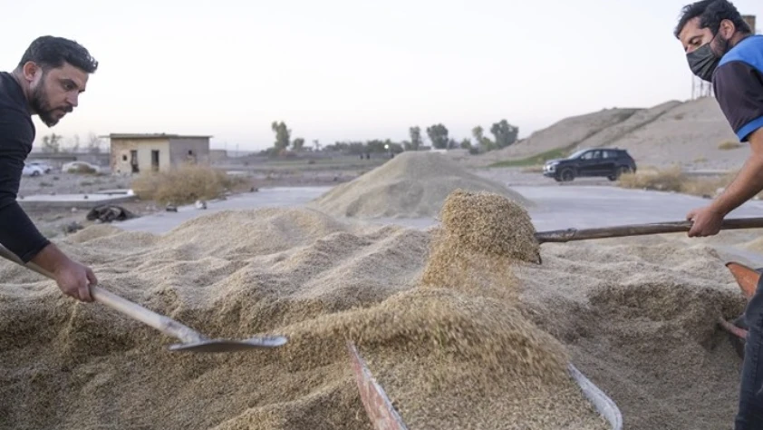 TMO çeltik alım fiyatlarını açıkladı: Baldo 40 bin, Osmancık 32 bin lira