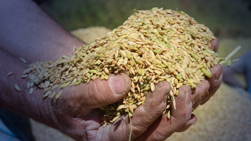 TMO çeltik alım fiyatlarını belirledi: Baldo grubu ton başına 40 bin TL oldu