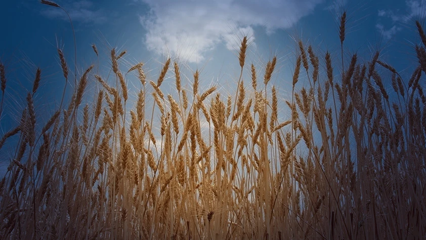 TMO hububat raporunu yayımladı: Rekoltede gözler ilkbahar yağışlarında