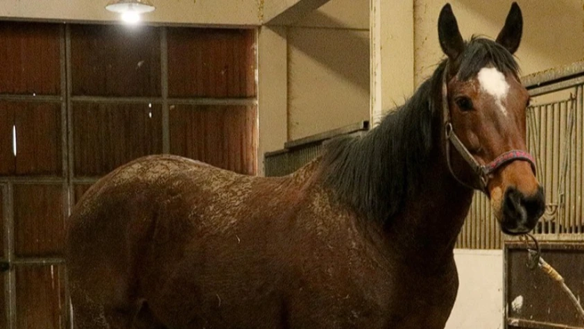 TMSF’den açık artırma ilanı: Safkan İngiliz kısrak ve tay satılacak