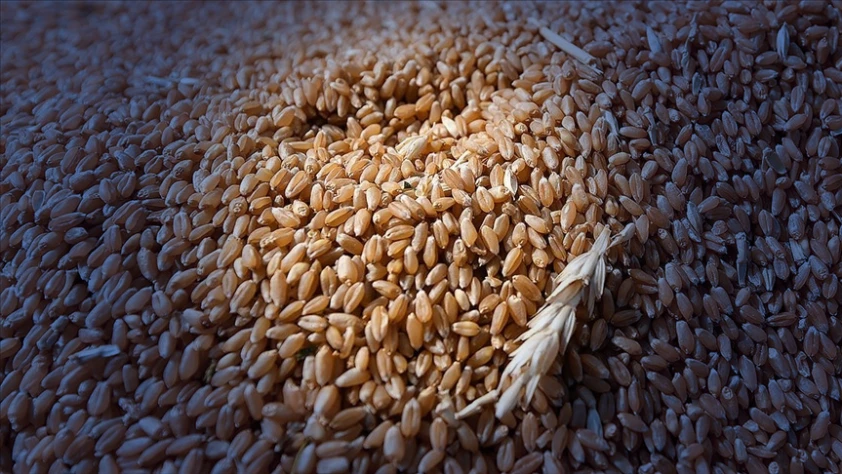 Tohum sertifikasyonu için yeni adım: Tohumluk yönetim sistemi kuruluyor