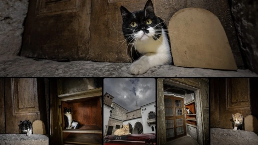 Topkapı Sarayı'nın kedi kapısı, Mülayim'in torunu Şerbet'le yeniden hayat buldu Topkapı Sarayı'nın kedi kapısı, Mülayim'in torunu Şerbet'le yeniden hayat buldu