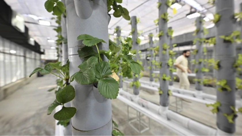 Topraksız dikey tarım uygulamaları enerjide tasarruf ve yüksek verimlilikle geleceğe umut oluyor