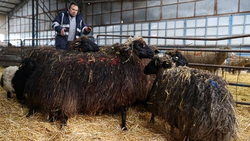 Torosların kadim ırkı korunuyor: Güney Karaman koyunu yeniden çoğaltılıyor