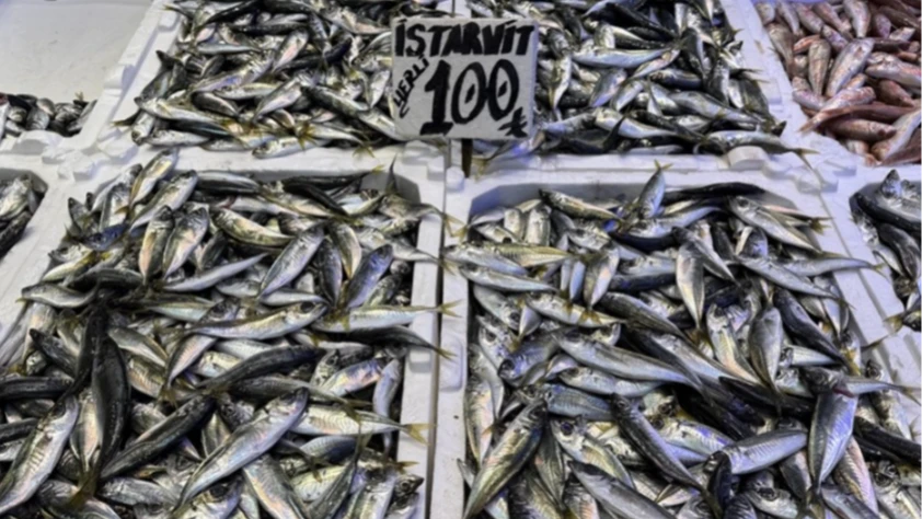 Trabzon’da hamsi ve istavrit 100 liradan satılıyor