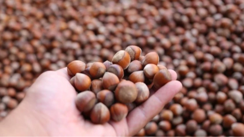 Trabzon'un 11 aylık fındık ihracatı 520 milyon doları aştı! 118 ülkeye gitti