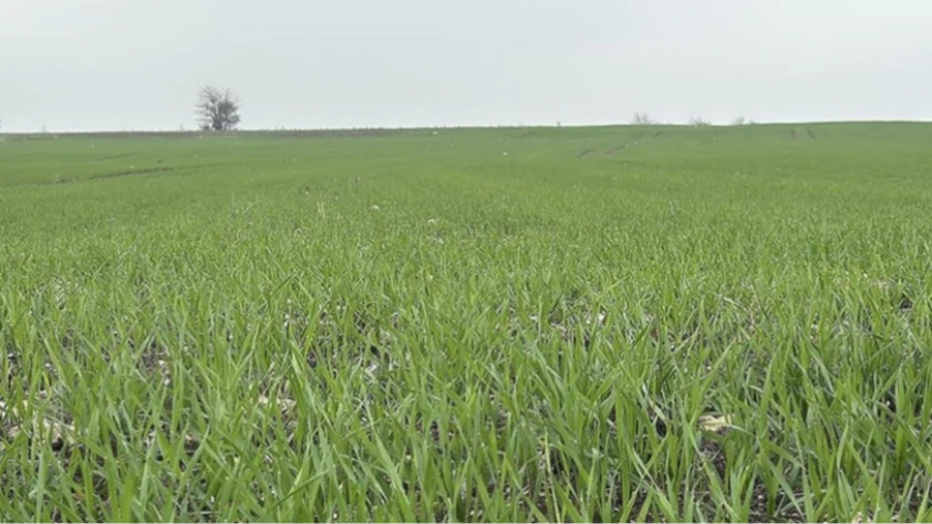 Trakya’da buğday ekim mesaisi hızlandı: Çiftçiler verimli sezon bekliyor