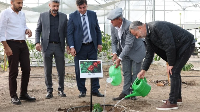 Tropikal Türk kahvesi üretimi için ilk adım