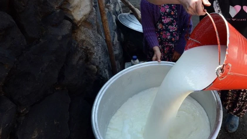 TÜİK açıkladı! Toplanan inek sütü martta 1 milyon ton olarak gerçekleşti