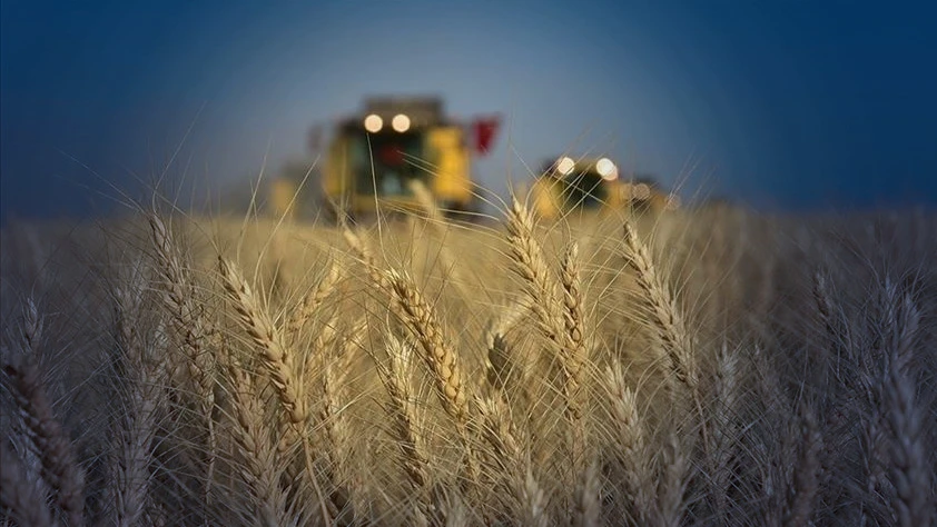TÜİK verileri: Türkiye tarımda hangi üründe kendine ne kadar yeterli?