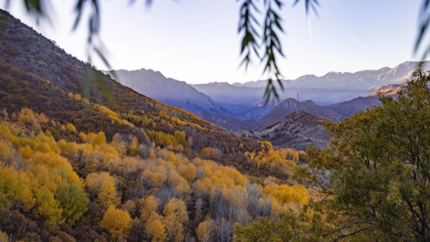 Tunceli’de sonbahar büyüsü: Salördek ormanlarında renk cümbüşü doğaseverleri ağırlıyor