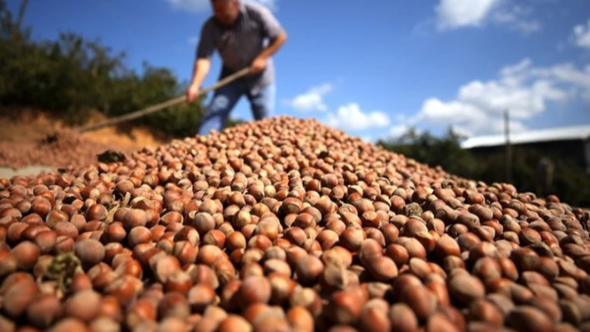 Türk fındığı 2025’te 122 ülkeye ulaştı: İhracat geliri 2,2 milyar doları aştı