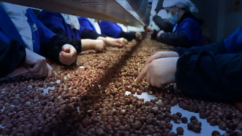 Türk fındığına Hindistan pazarından büyük talep: 5 yılda ihracat yüzde 180 arttı