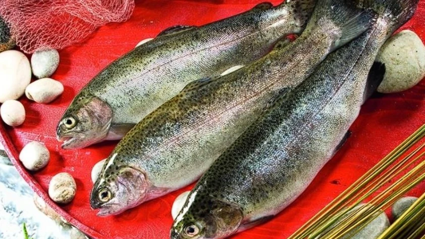 Türk somonu ihracatı yüzde 39 arttı: Ocakta 32,2 milyon dolar