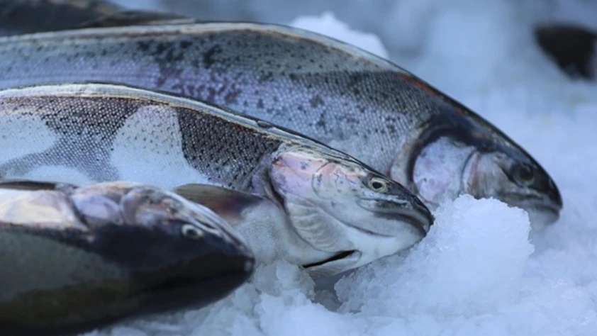 Türk somonu ihracatında hedef büyüyor: Gelirlerin milyar dolara ulaşması planlanıyor