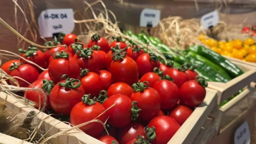 Türk tohumculuğu dünya sahnesinde: En çok domates, biber ve salatalık tohumu ihraç ediliyor