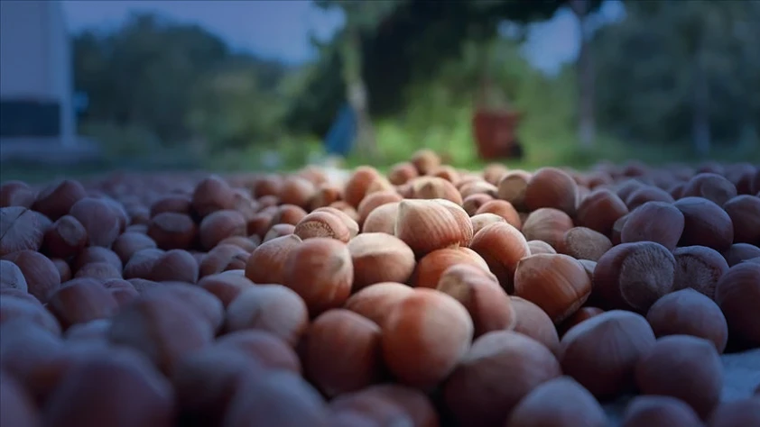 Türkiye 93 bin ton fındık ihraç etti! 1 milyar doları aşkın gelir