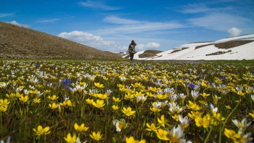 Türkiye bitki bazlı gıdalarda yükseliyor: Genç kuşaklar ilgiyi artırıyor