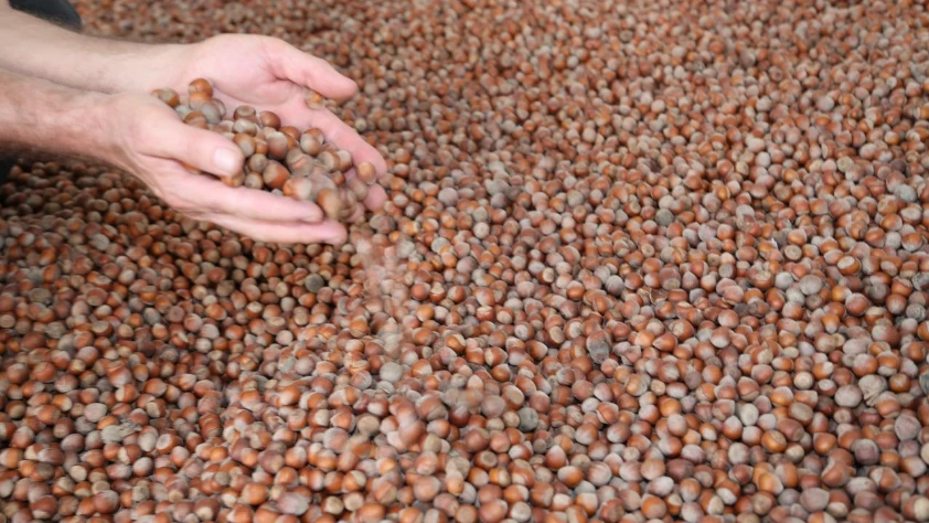 Türkiye fındık ihracatından 10 ayda 1,8 milyar dolar gelir sağladı