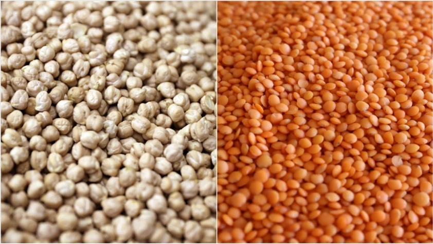 Türkiye öncü oldu, Nijerya'da nohut ve mercimek yetişti