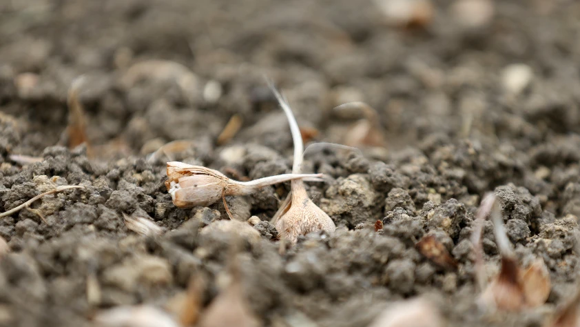 Türkiye sertifikalı tohum üretimine yöneldi! Son 10 yılda yüzde 50'nin üzerinde arttı