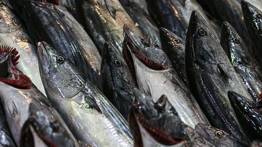 Türkiye’de 2024’te coşan palamut miktarı 2025'te düştü