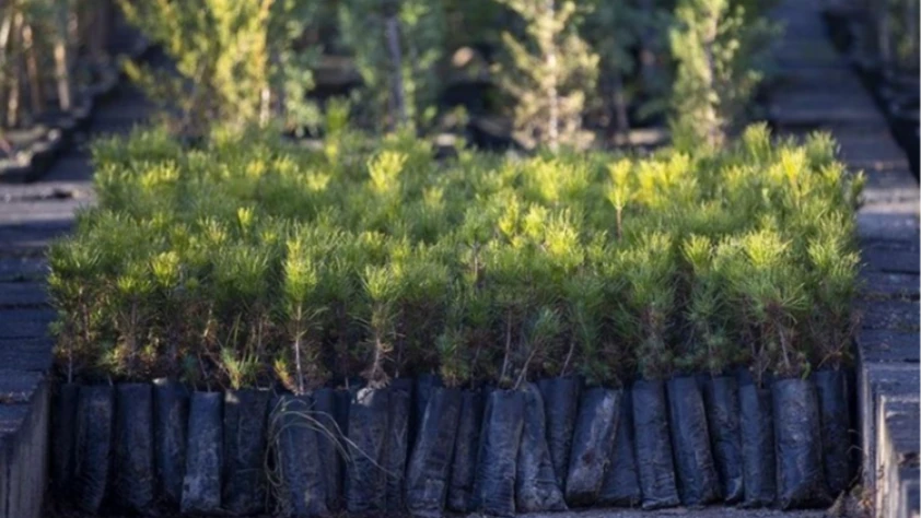 Türkiye’de ağaçlandırmada rekor yıl: 517 milyon fidan ve tohum toprakla buluştu