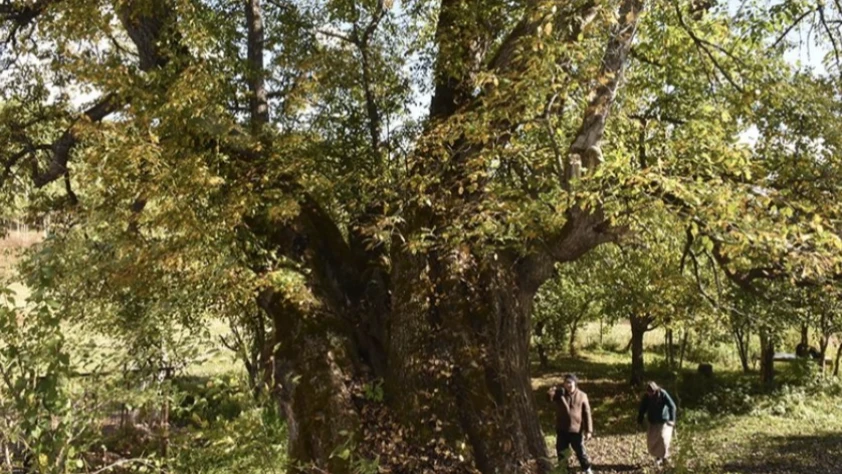 Türkiye’de doğal miras koruma altında: 10 bin 503 anıt ağaç tescillendi