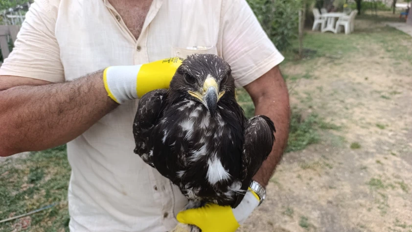 Türkiye'de kaya kartalı göründü! Bitkin olan hayvan koruma altına alındı