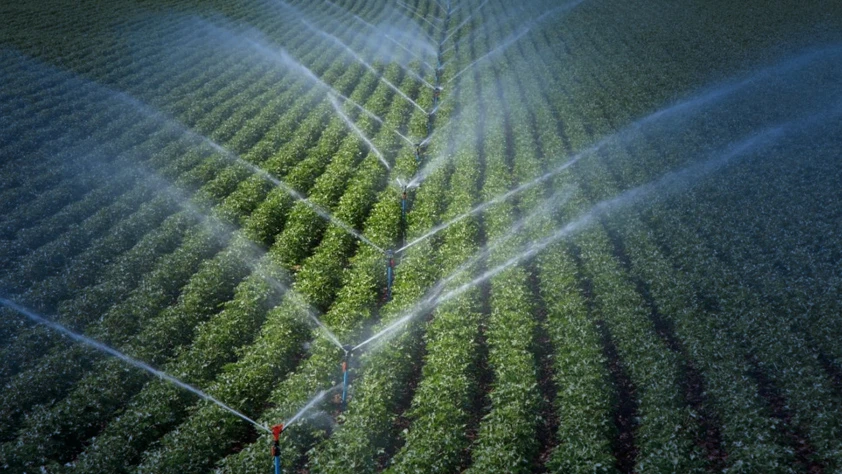 Türkiye'den 117 ülkeye tohum gönderiliyor: İhracat geliri 368 milyon dolara ulaştı