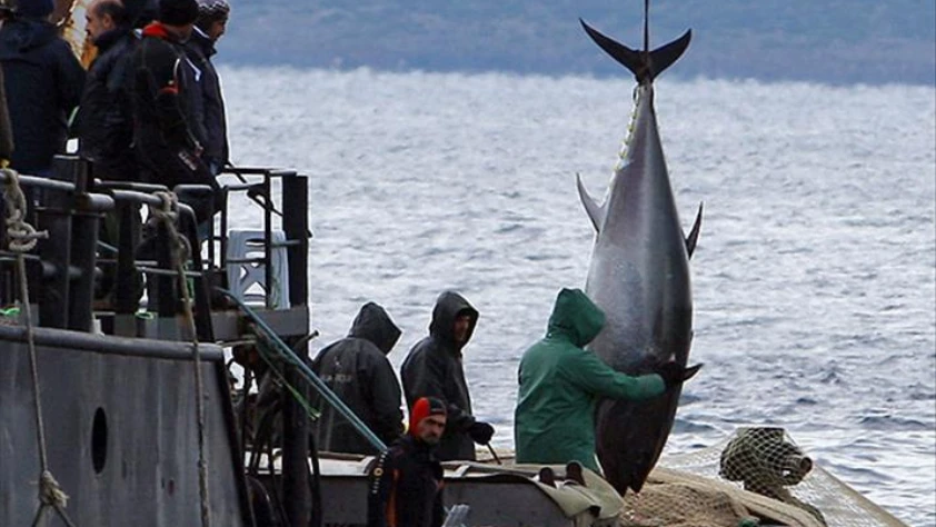 Türkiye’den küresel balıkçılık hamlesi: IOTC’de yeni statü