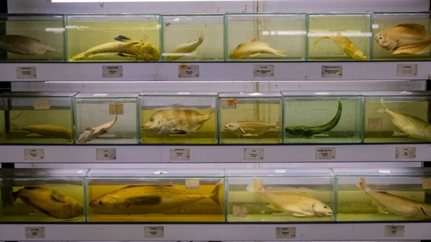 Türkiye'nin denizlerinde yaşayan balık türlerindeki azalma alarm veriyor