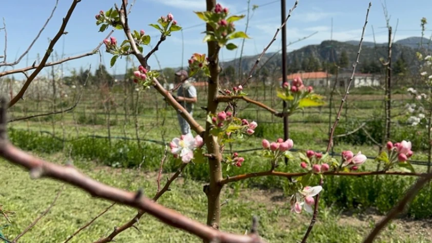 Türkiye'nin elma bahçesi Isparta'da zirai dona karşı yerli çeşitler geliştiriliyor