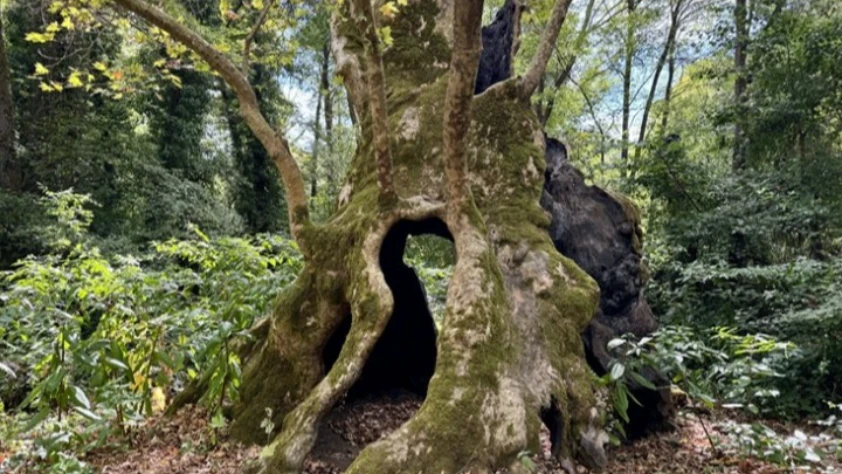 Türkiye'nin en yaşlı çınarı İstanbul'da: Kentin hafızası köklerinde yaşıyor