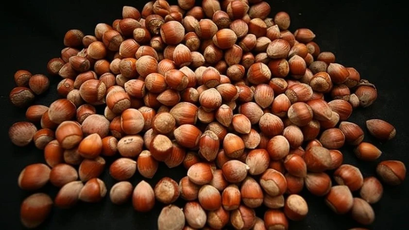 Türkiye’nin fındık geliri açıklandı: 2 ayda 388 milyon dolar