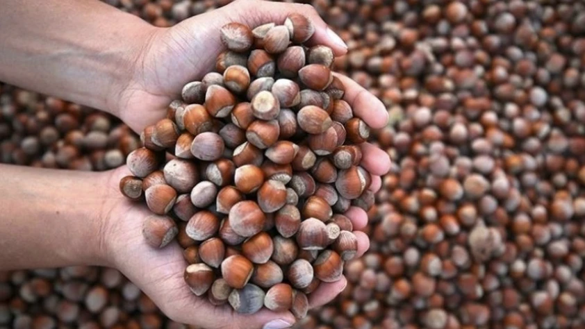 Türkiye’nin fındık ihracat geliri geriledi: 2025’te 2,2 milyar doların üzerinde kazanç