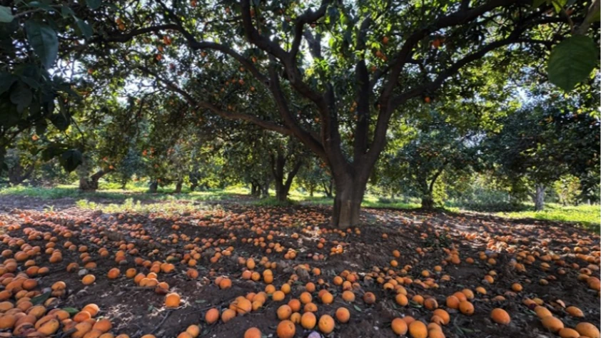 Turunç Yolu görsel şölen sunuyor: Fotoğraf tutkunlarının yeni adresi