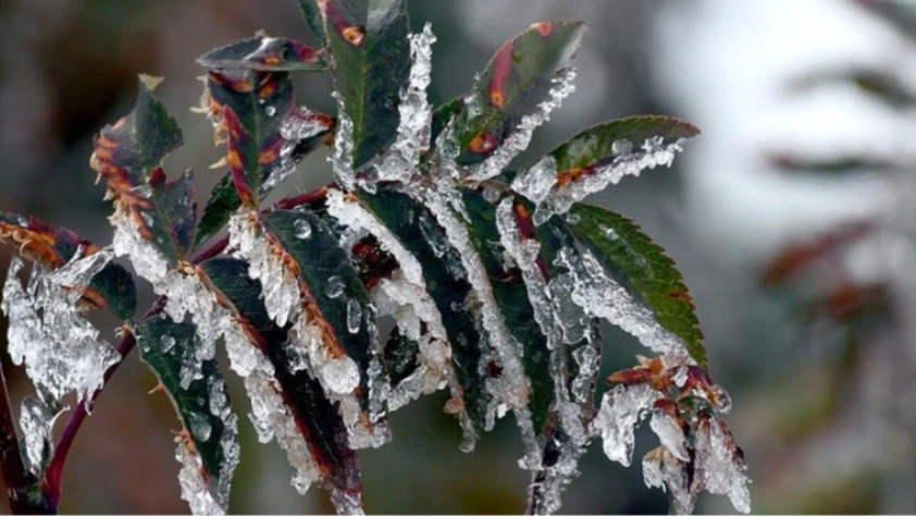 Uzmanlar zirai dona karşı uyardı! Bölgeye göre üretim stratejisi
