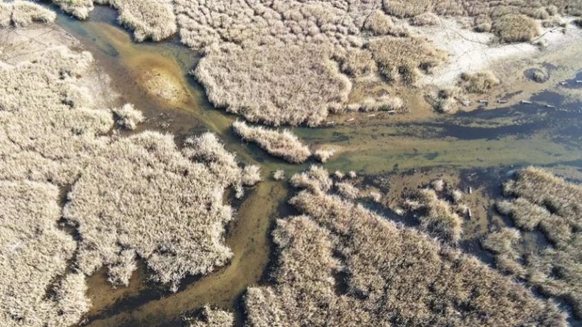 Yağışlarla nefes alan Bafa Gölü'nde doğal yaşam yeniden canlandı
