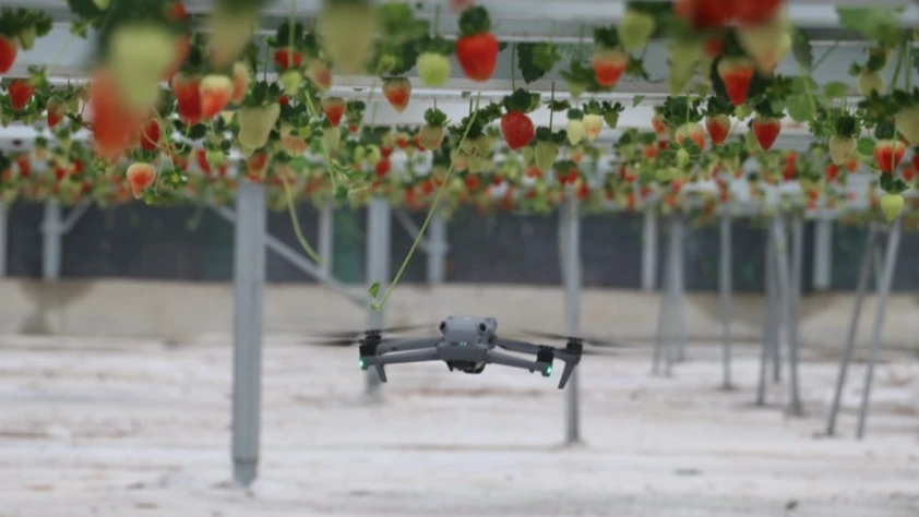 Yapay zeka destekli topraksız serada üretilen çilek 7 ülkeye ihraç edildi