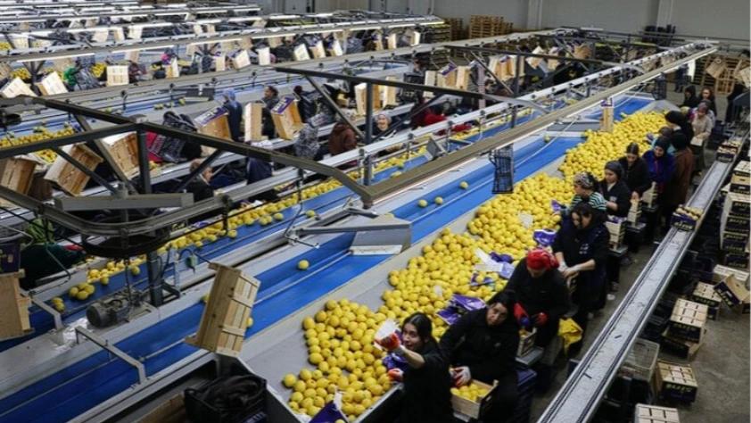 Yaş meyve sebze ihracatında zirve değişti: Irak ilk sıraya yükseldi
