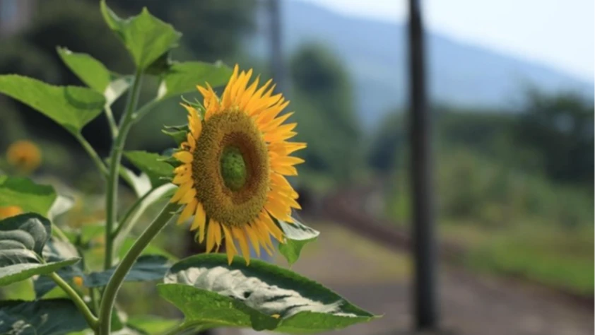 Yerli ayçiçeği tohumunda devlet desteği dışa bağımlılığı bitirdi