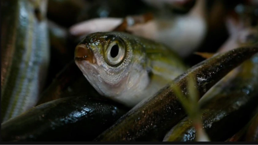 Yerli balıkları korumak için yeni önlem!