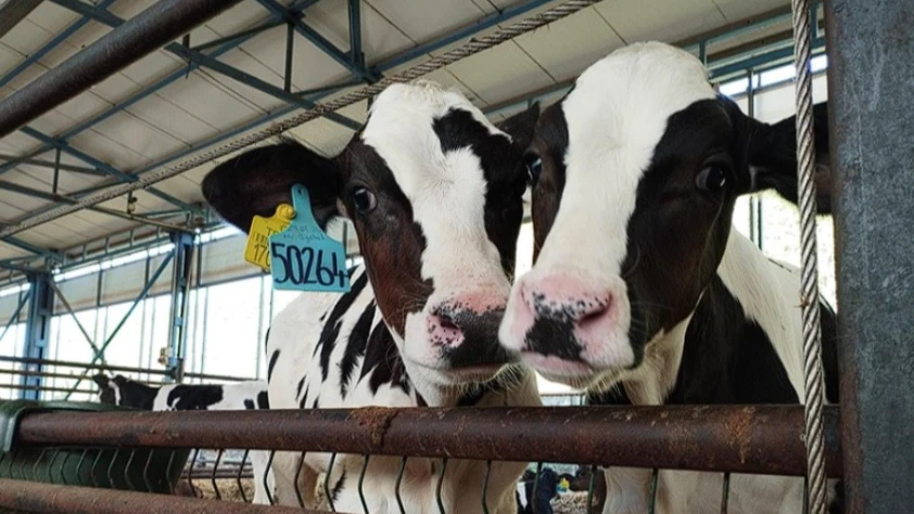 Yerli biyoteknoloji hamlesi: Büyükbaşta doğum oranını artıran kit dünyaya açılıyor